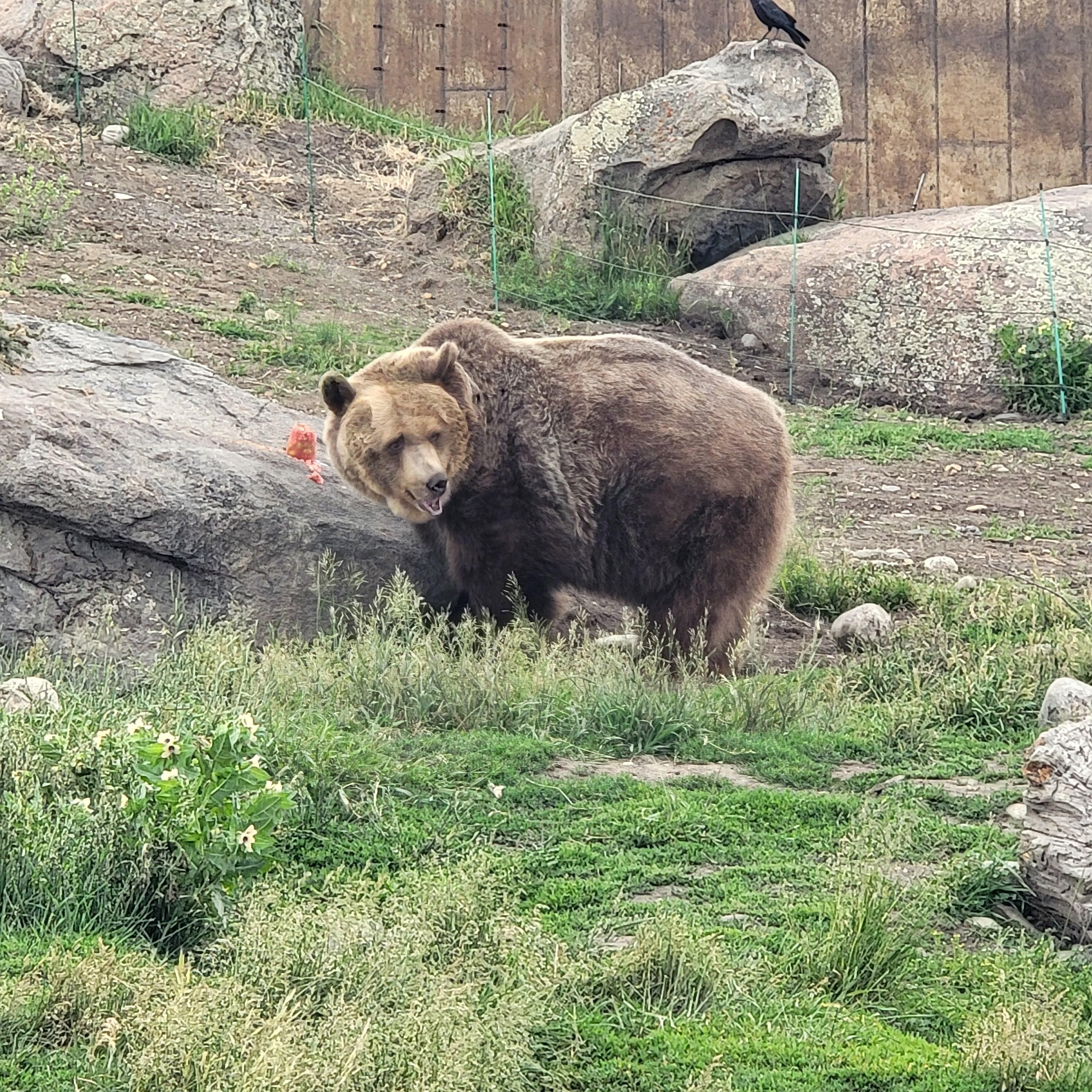 600 lb sow