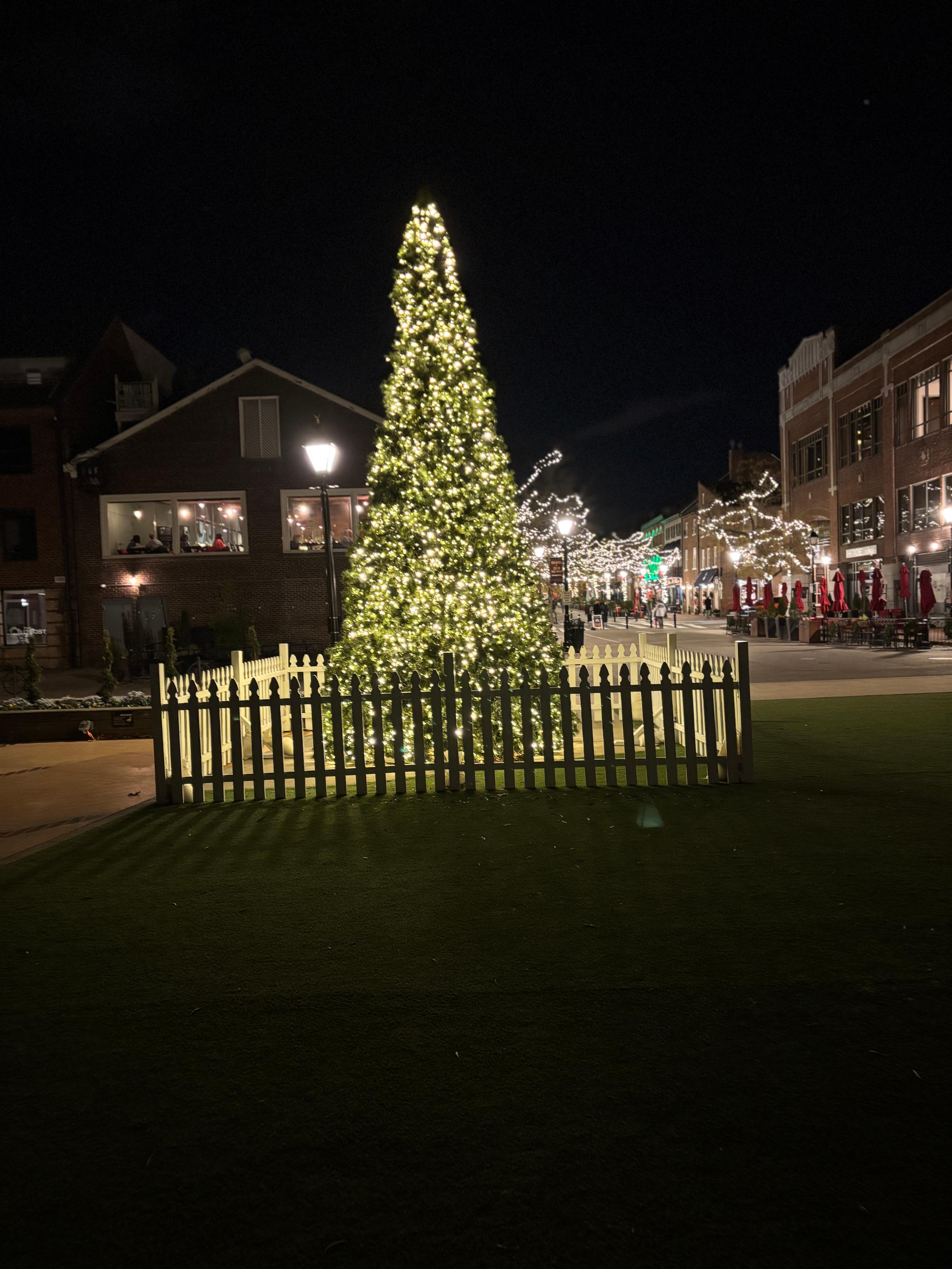 Tree at Old Town, Alexandria Va.