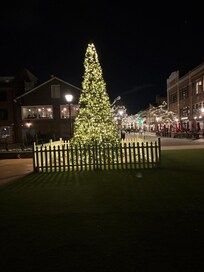 Tree at Old Town, Alexandria Va.