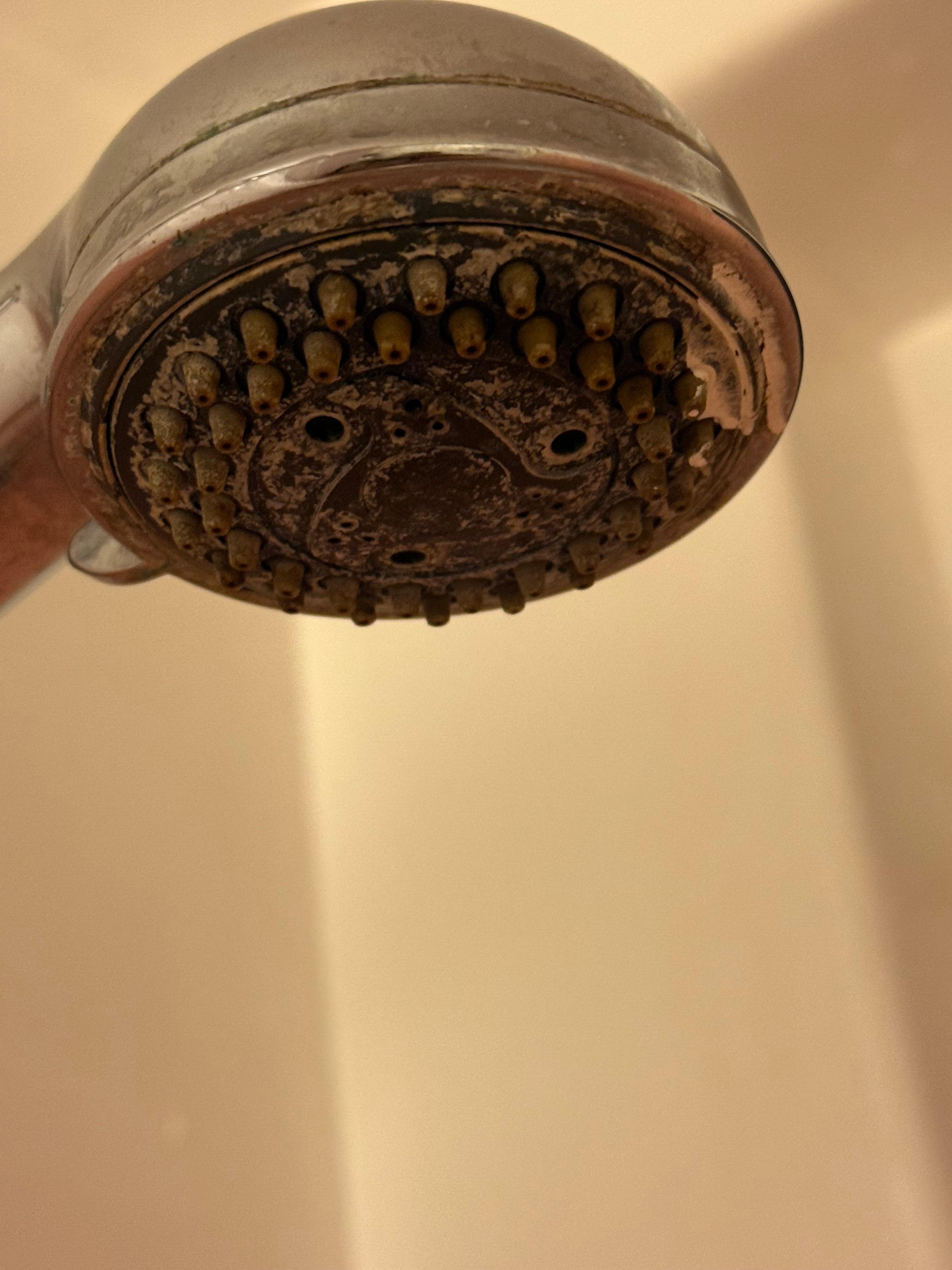 Mildred and filthy shower head