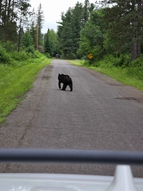 One of 3 bears we saw on the way to Hayward.