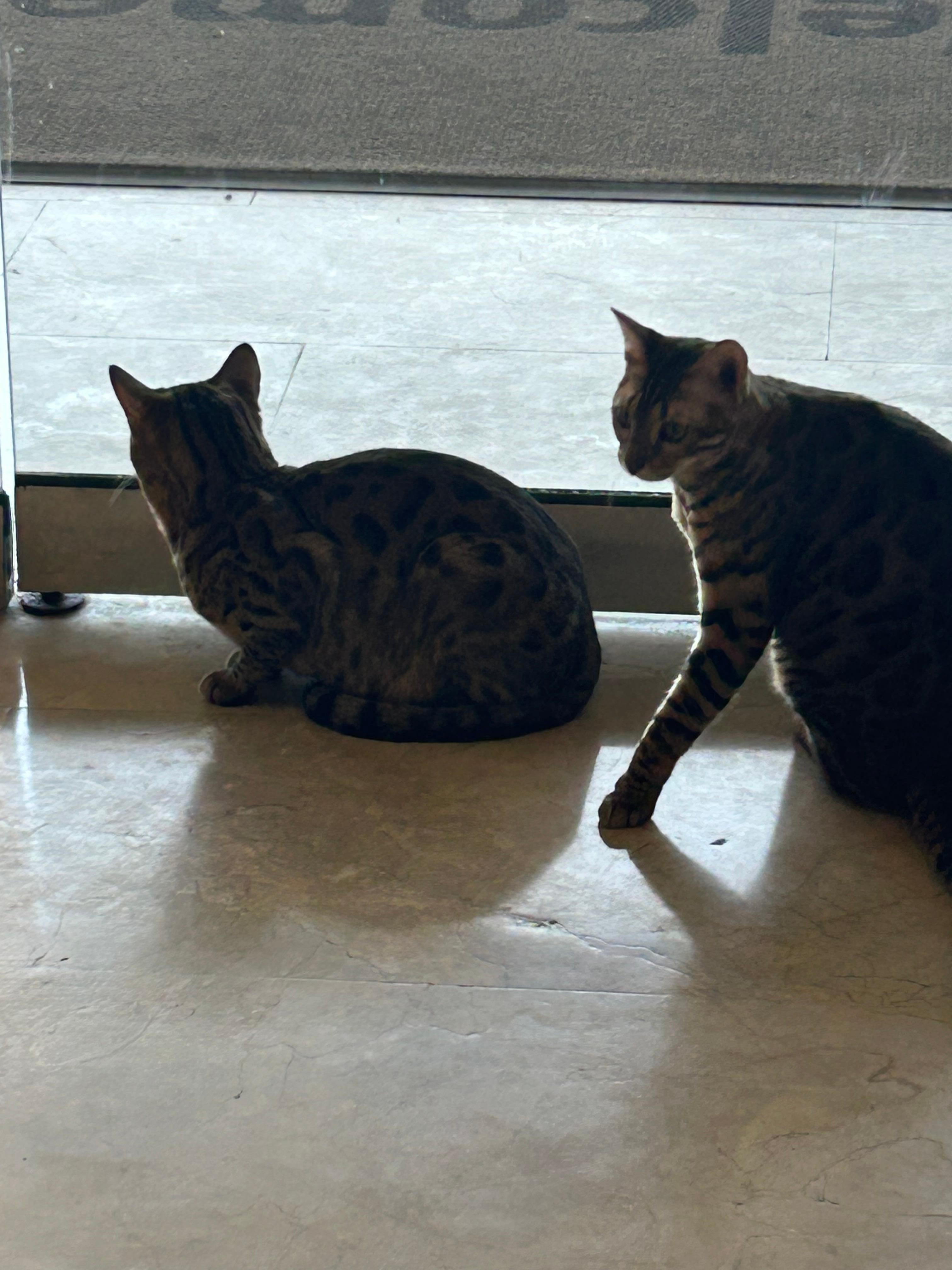 House cats, very friendly 