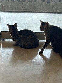 House cats, very friendly