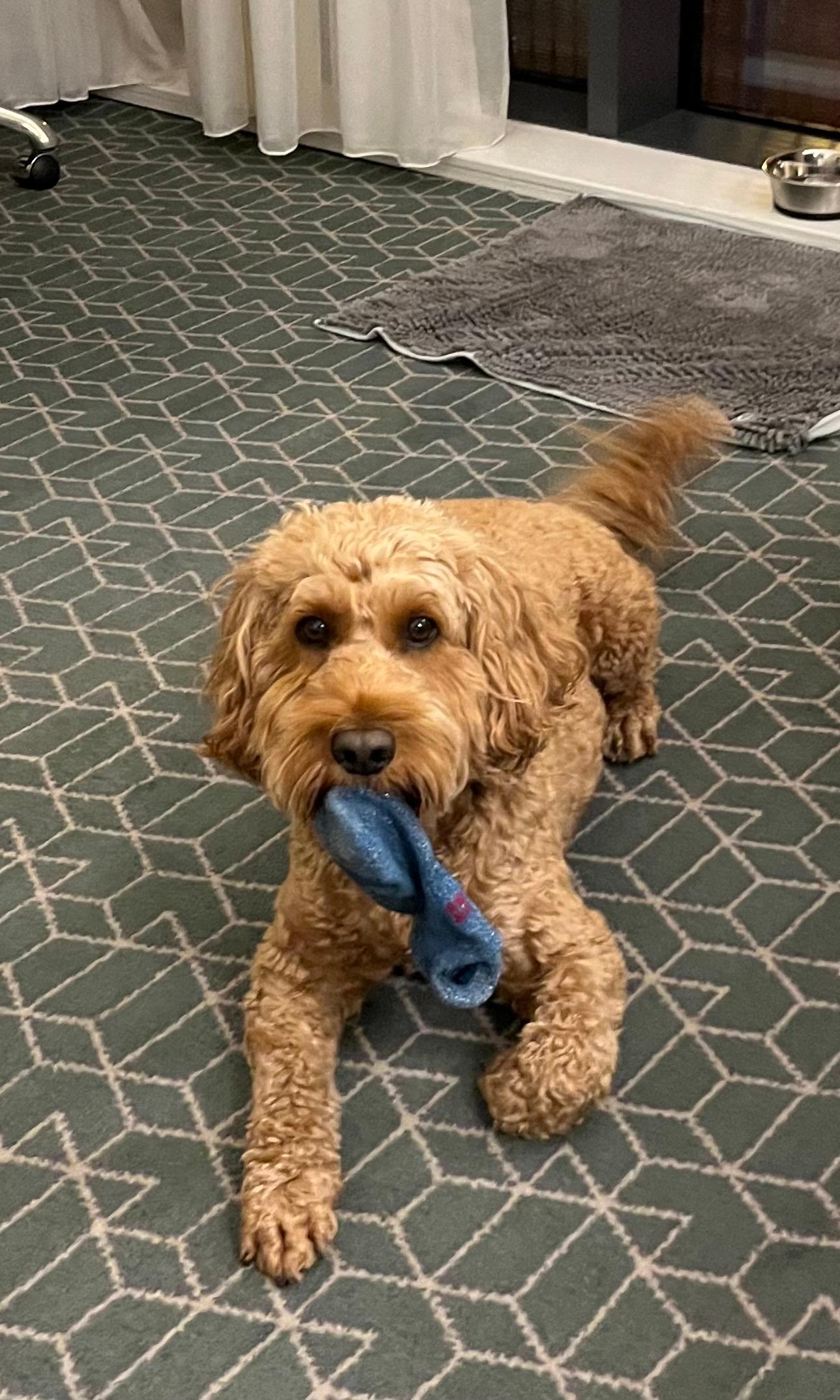 Our dog enjoying the hotel room.