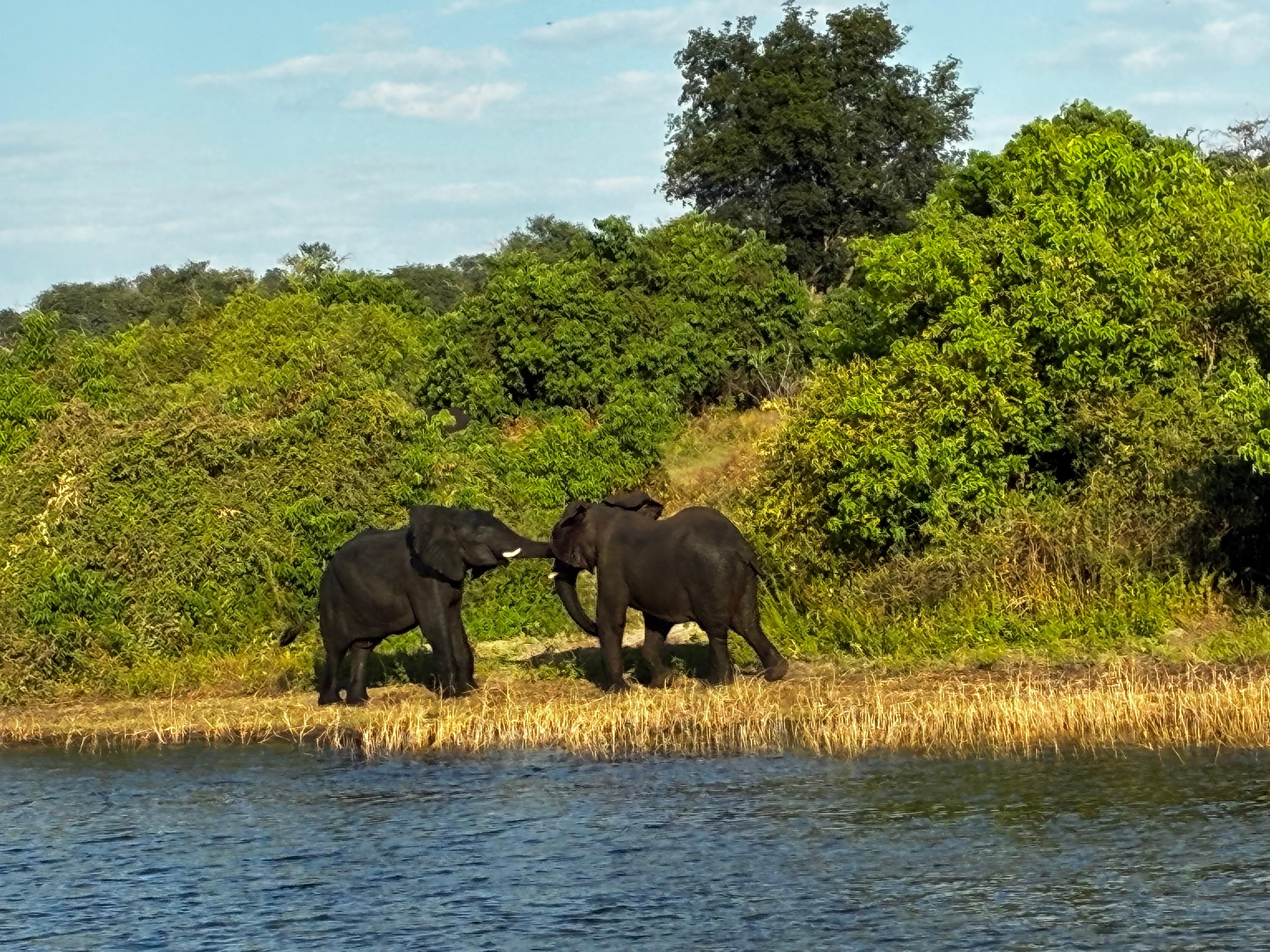A heard of elephants with males fighting