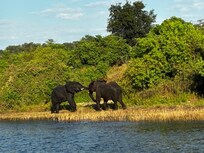 A heard of elephants with males fighting