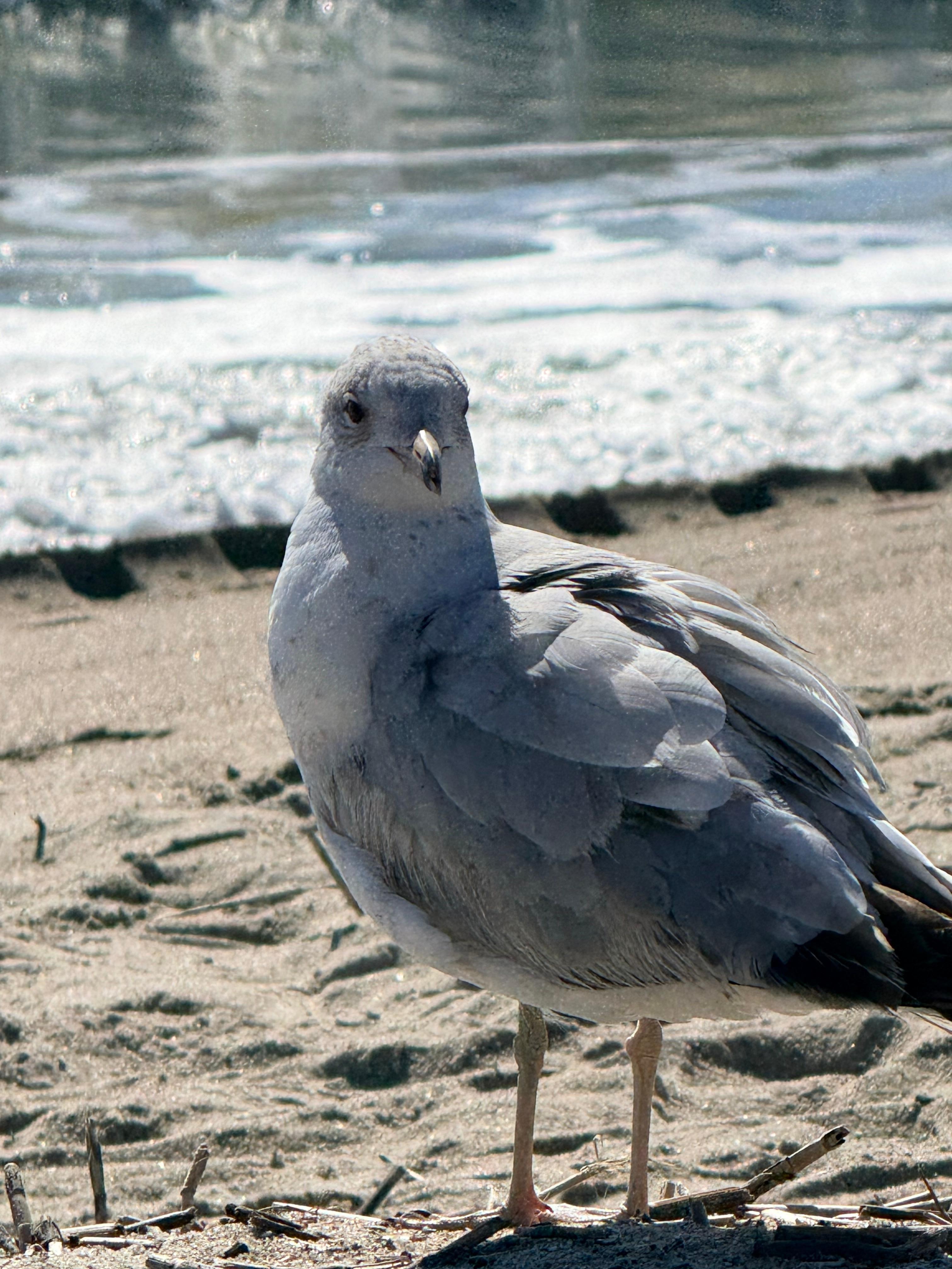 Enjoy the birds!