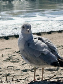Enjoy the birds!