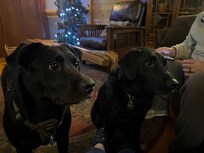 Happy labs