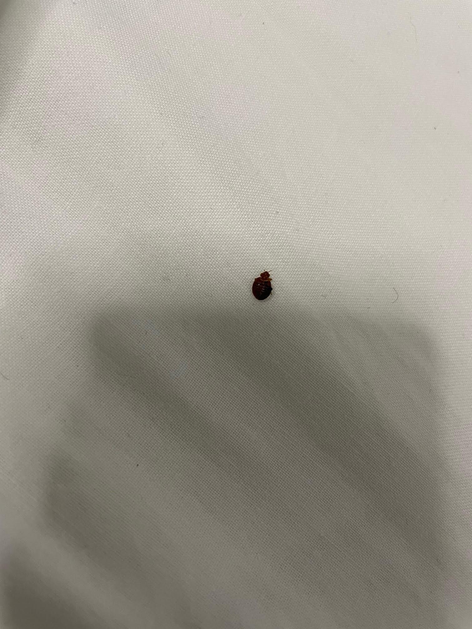 Bedbugs!