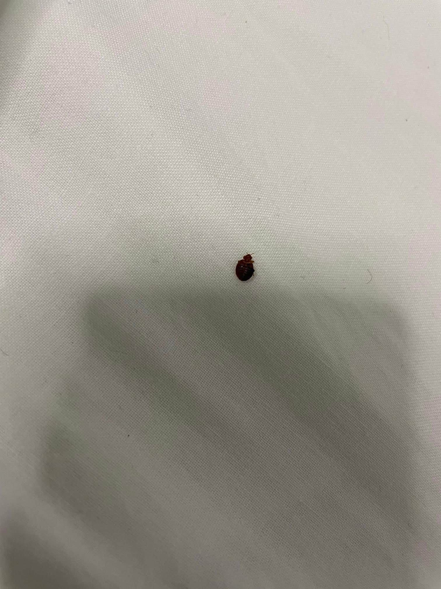 Bedbugs!