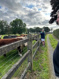 Petting the cows