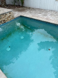 Algae growing in the pool