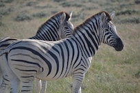 Zebra @ Etosha