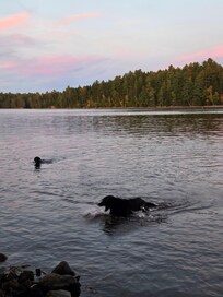 Pups swimming