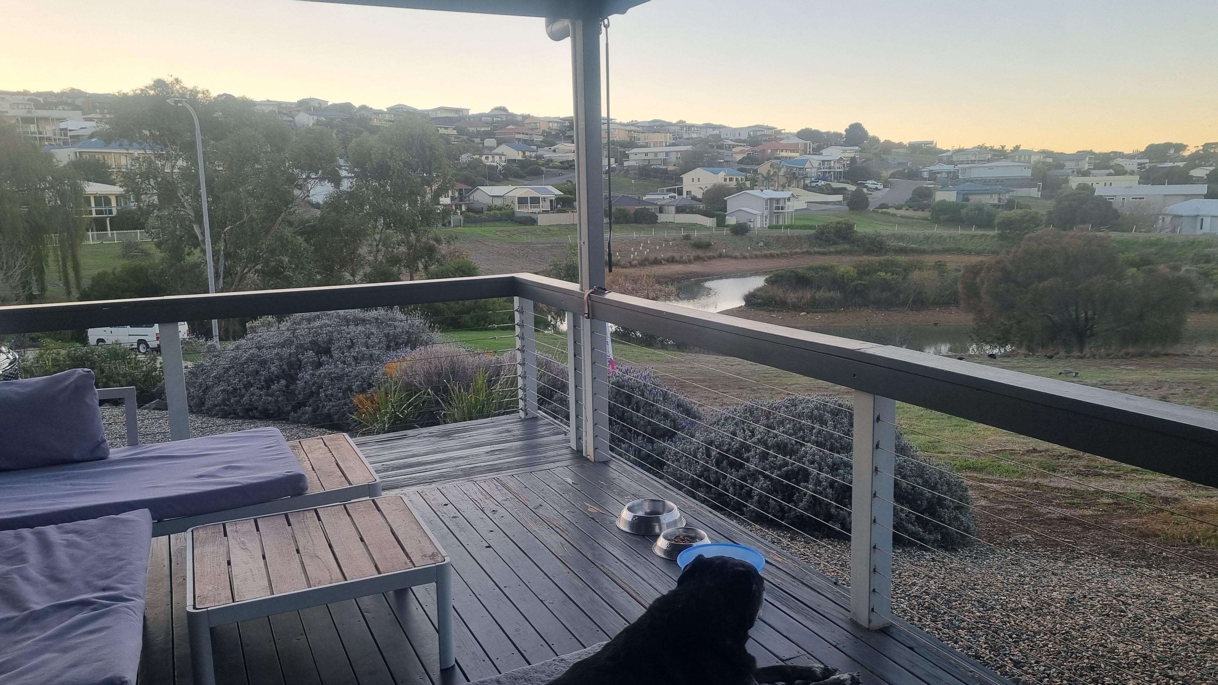 Puppy enjoying the views