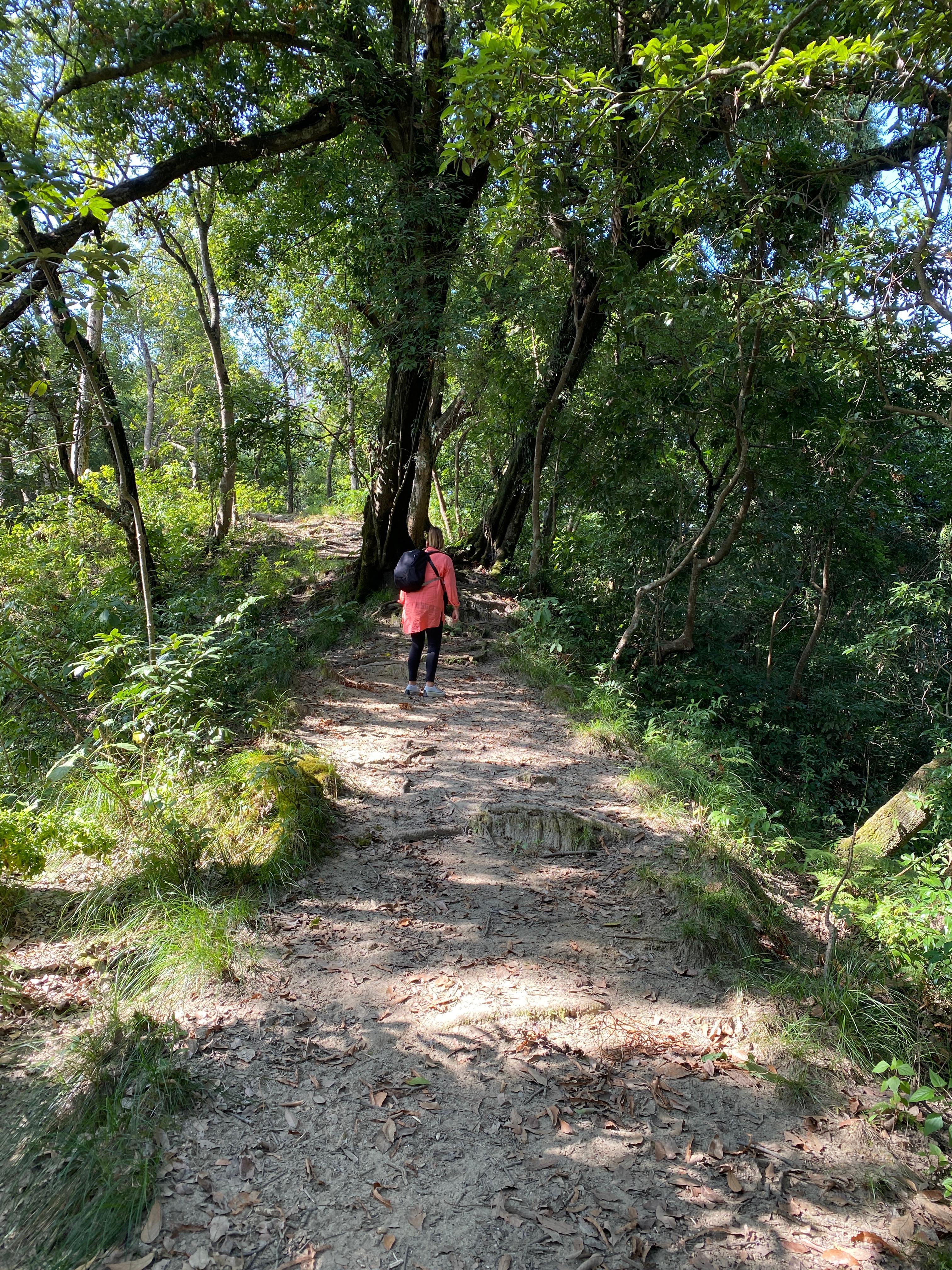 A flat area of he forest 