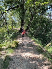 A flat area of he forest