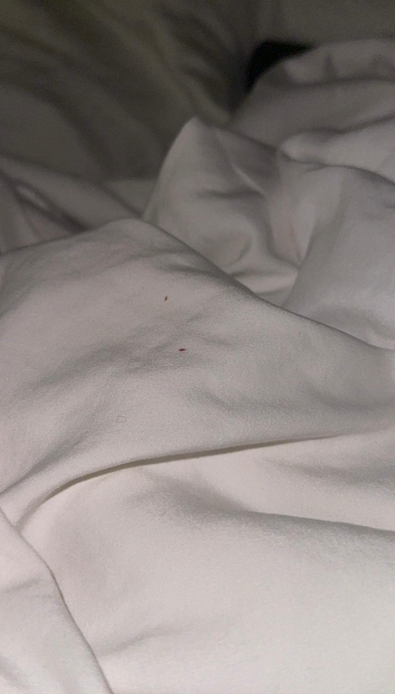 This is the blood stain on the bed after killing what looked to be a bed bug after biting