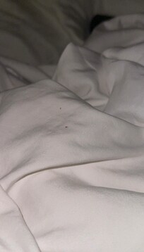 This is the blood stain on the bed after killing what looked to be a bed bug after biting