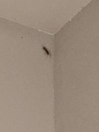 Bug