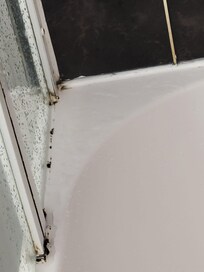 moldy shower