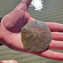 Amazing sandollar find while walking on the beach.