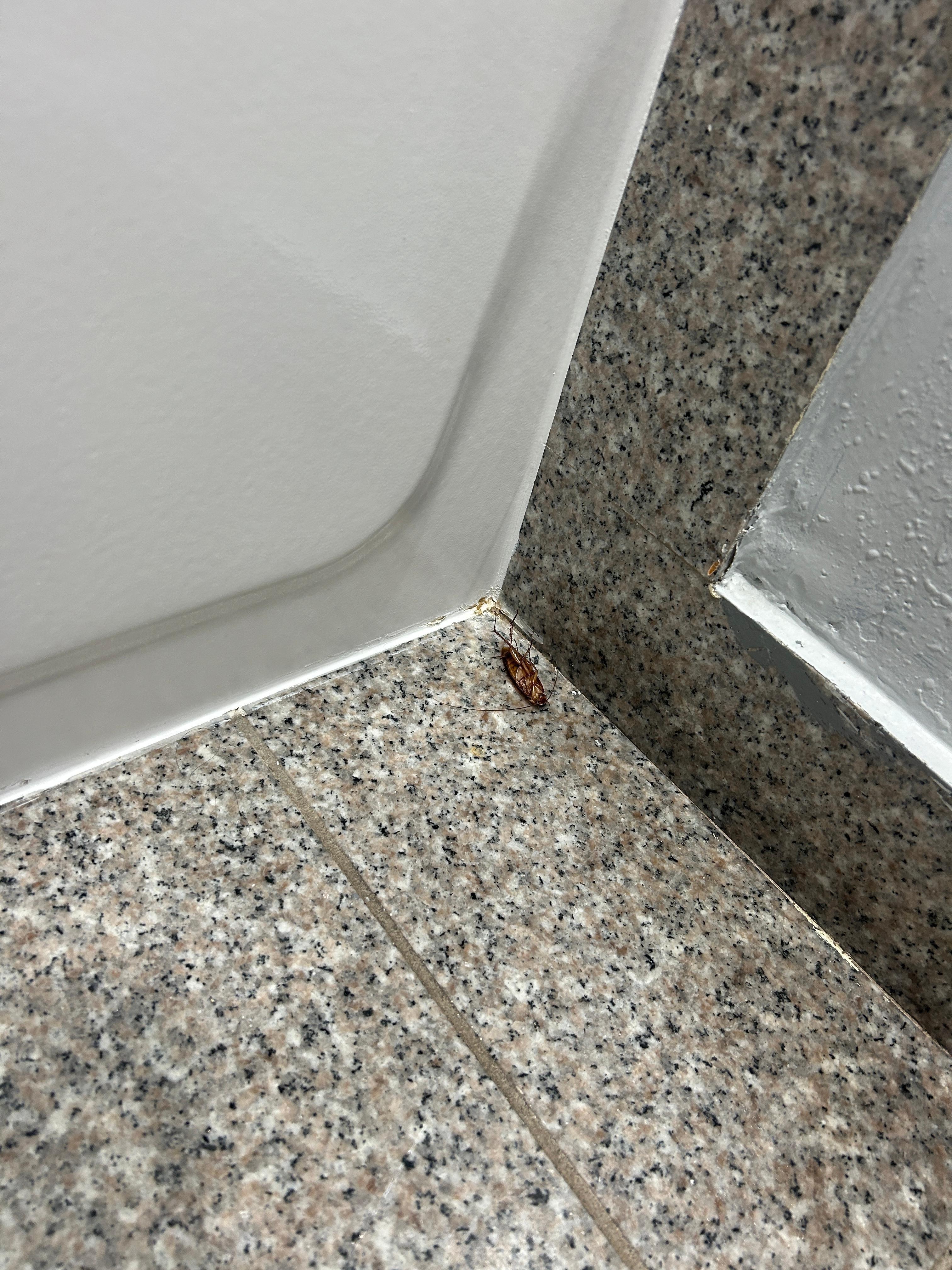 Cockroach in the bathroom 