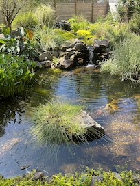 The pond with a waterfall, koi and frogs.