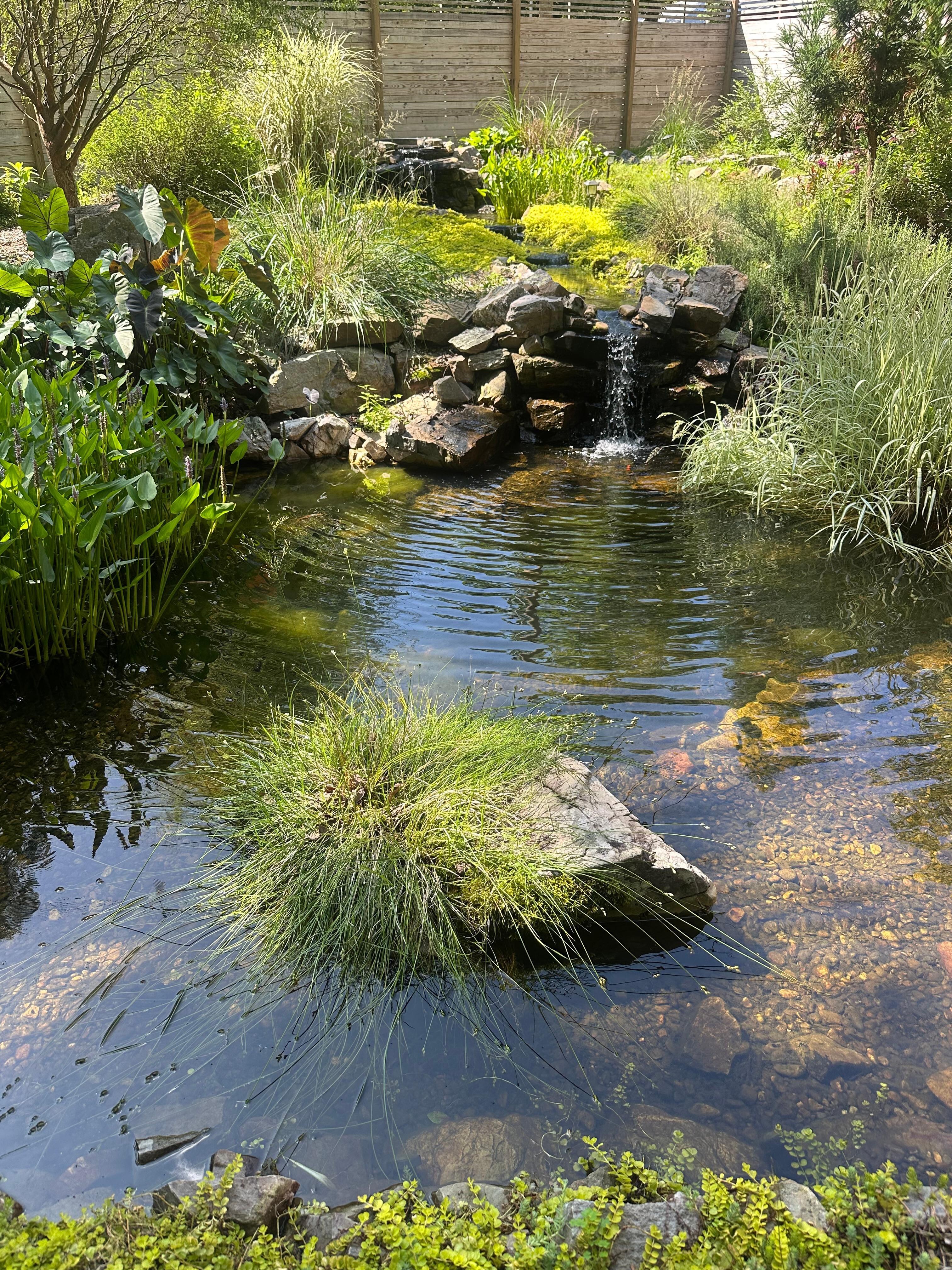 The pond with a waterfall, koi and frogs. 