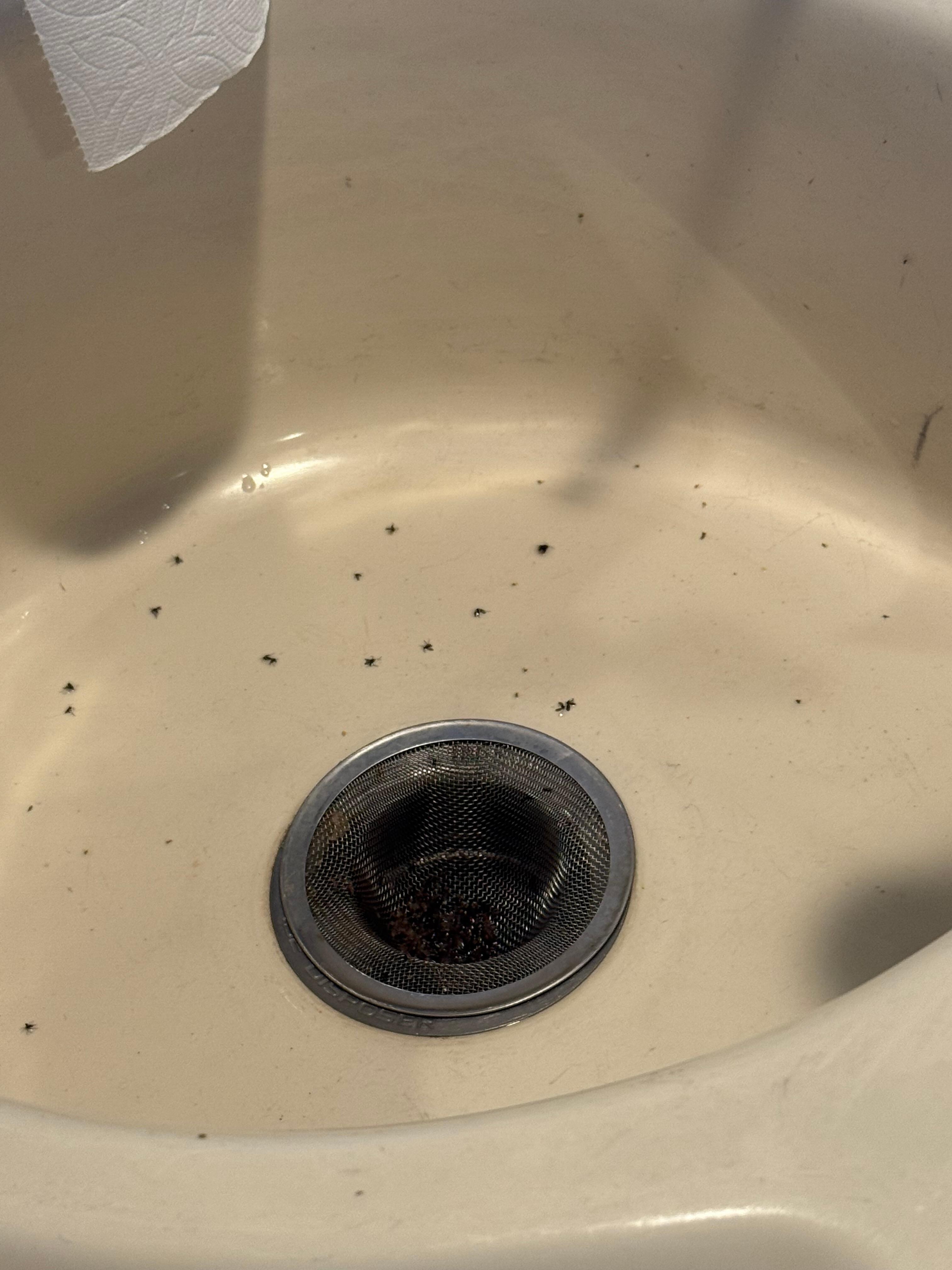 Kitchen Sink