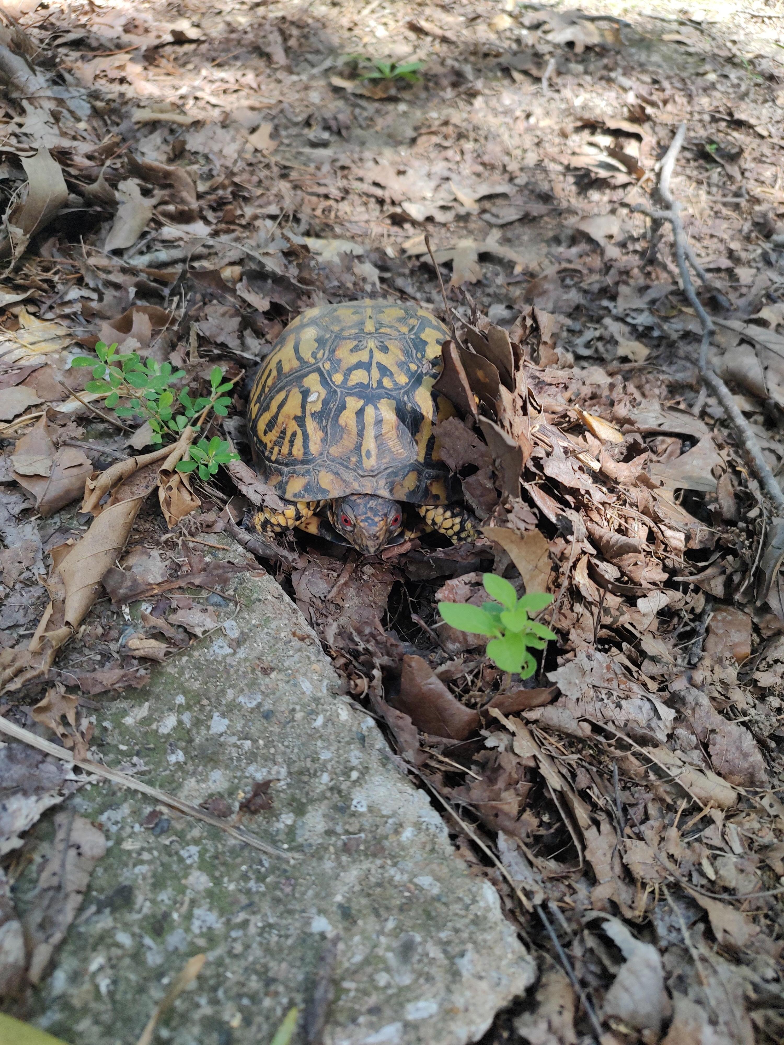 Box turtle outside of the rental