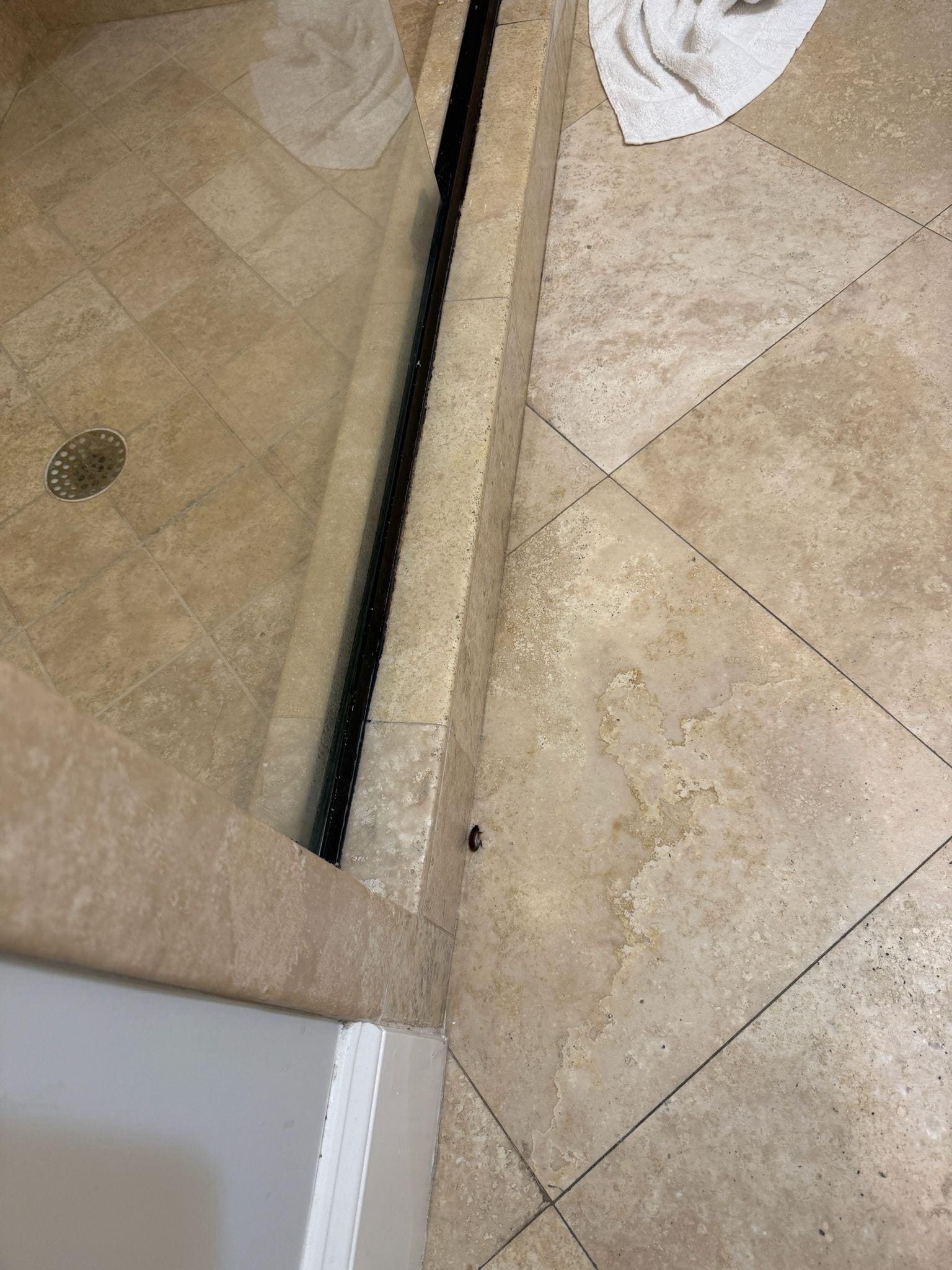 Cockroaches in bathroom