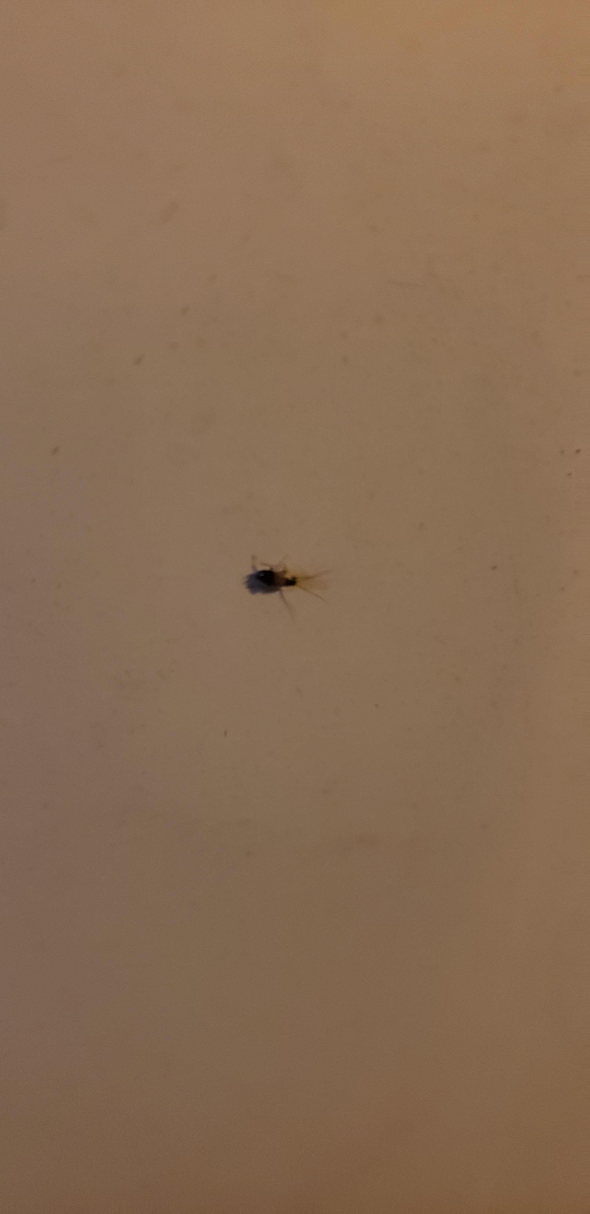 Live roach.