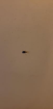 Live roach.