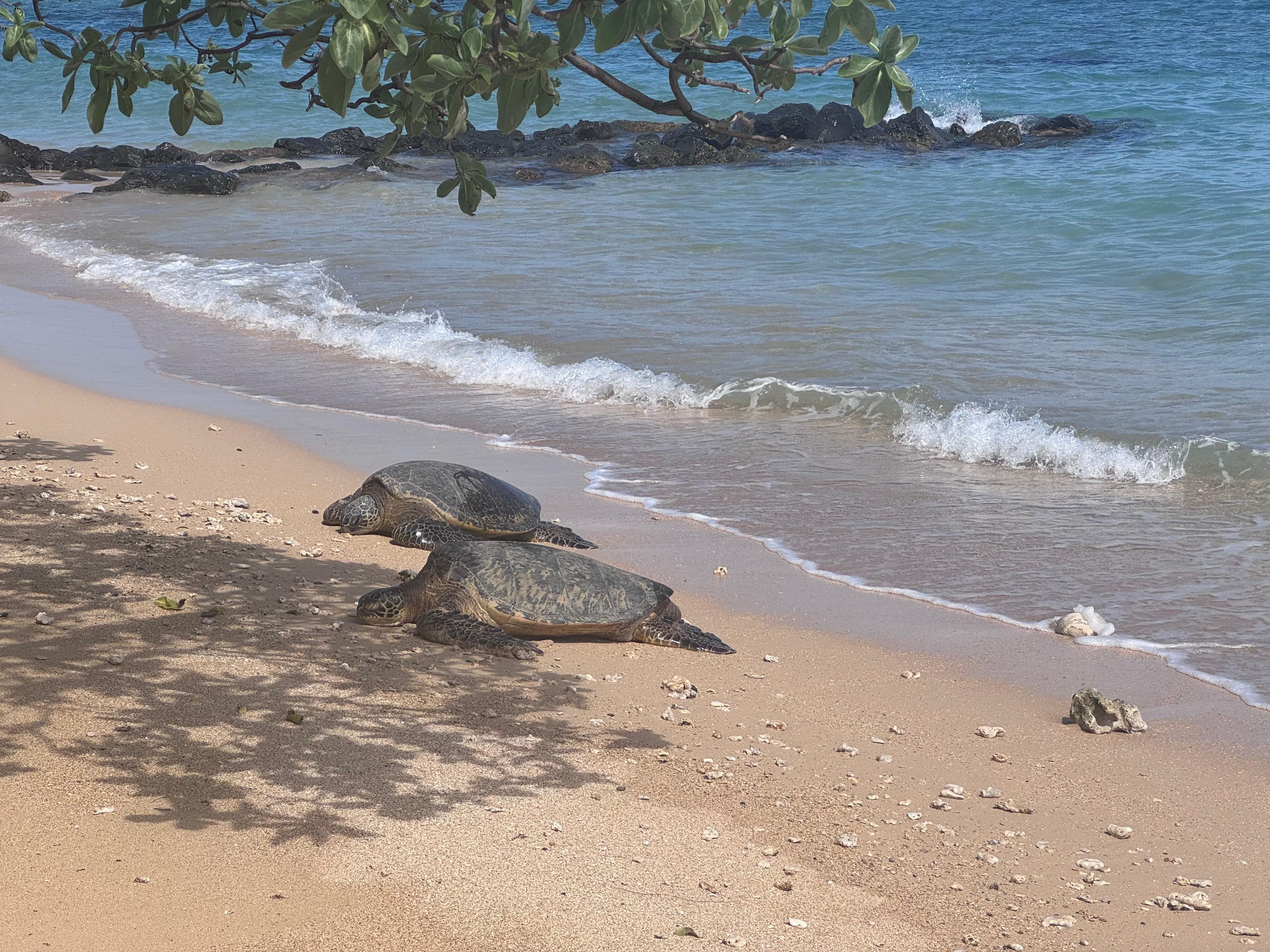 Napping down our beach by the  outcropping. I hear they’re seen frolicking down in that area right around sunrise.
