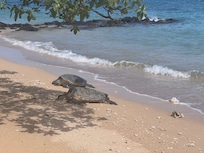 Napping down our beach by the outcropping. I hear they’re seen frolicking down in that area right around sunrise.