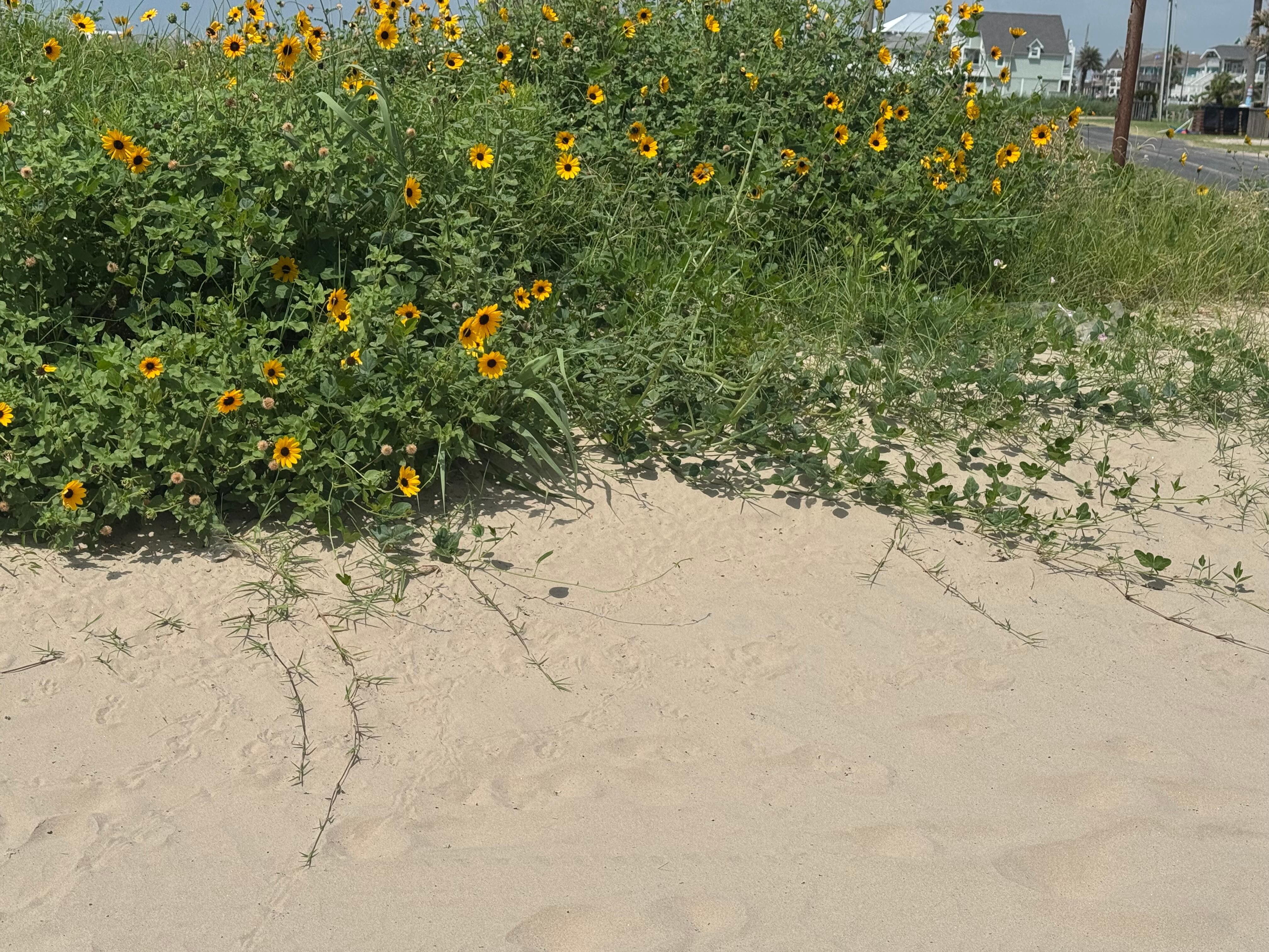 Nature in the dunes 