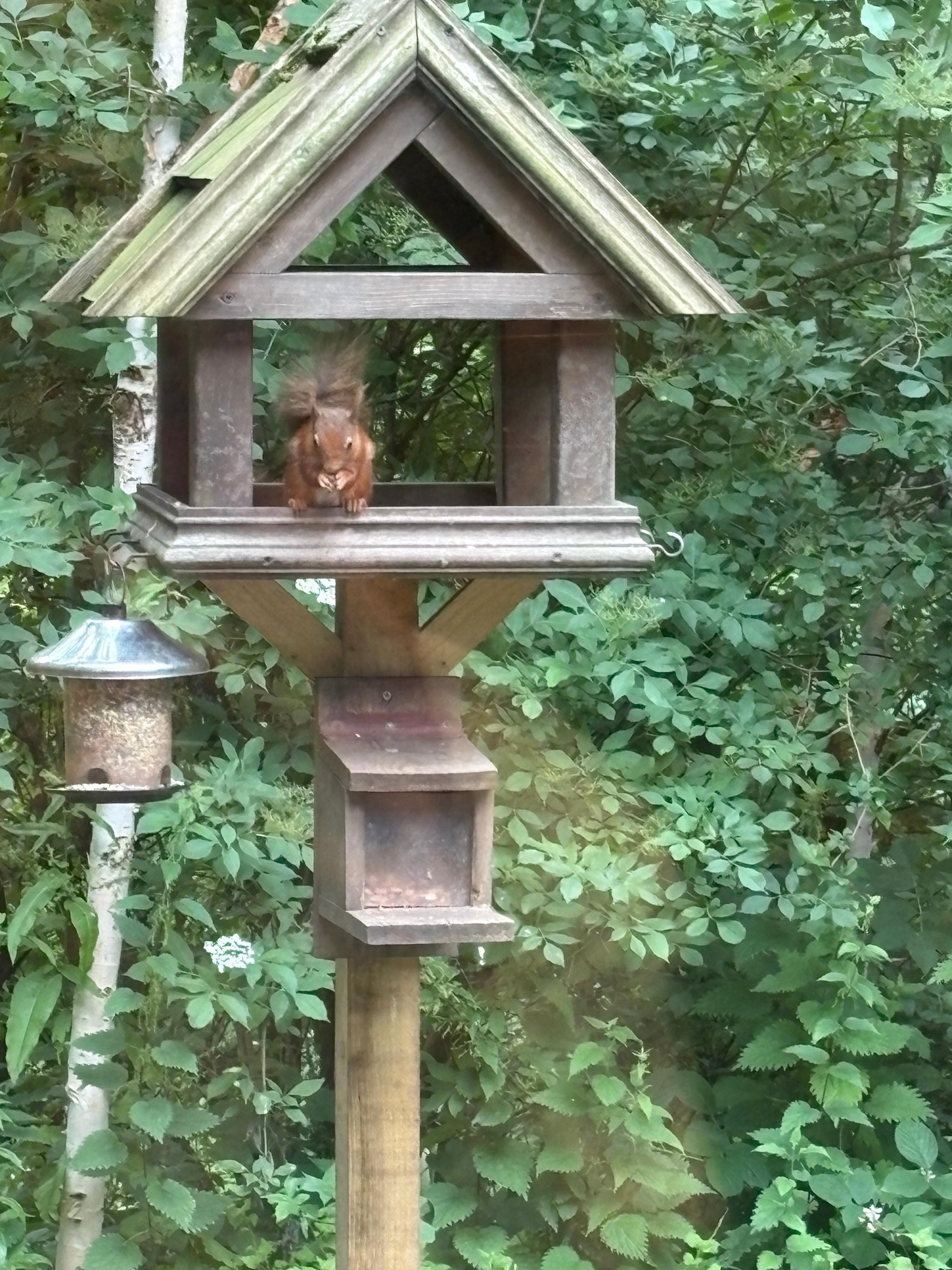 Red squirrel visit
