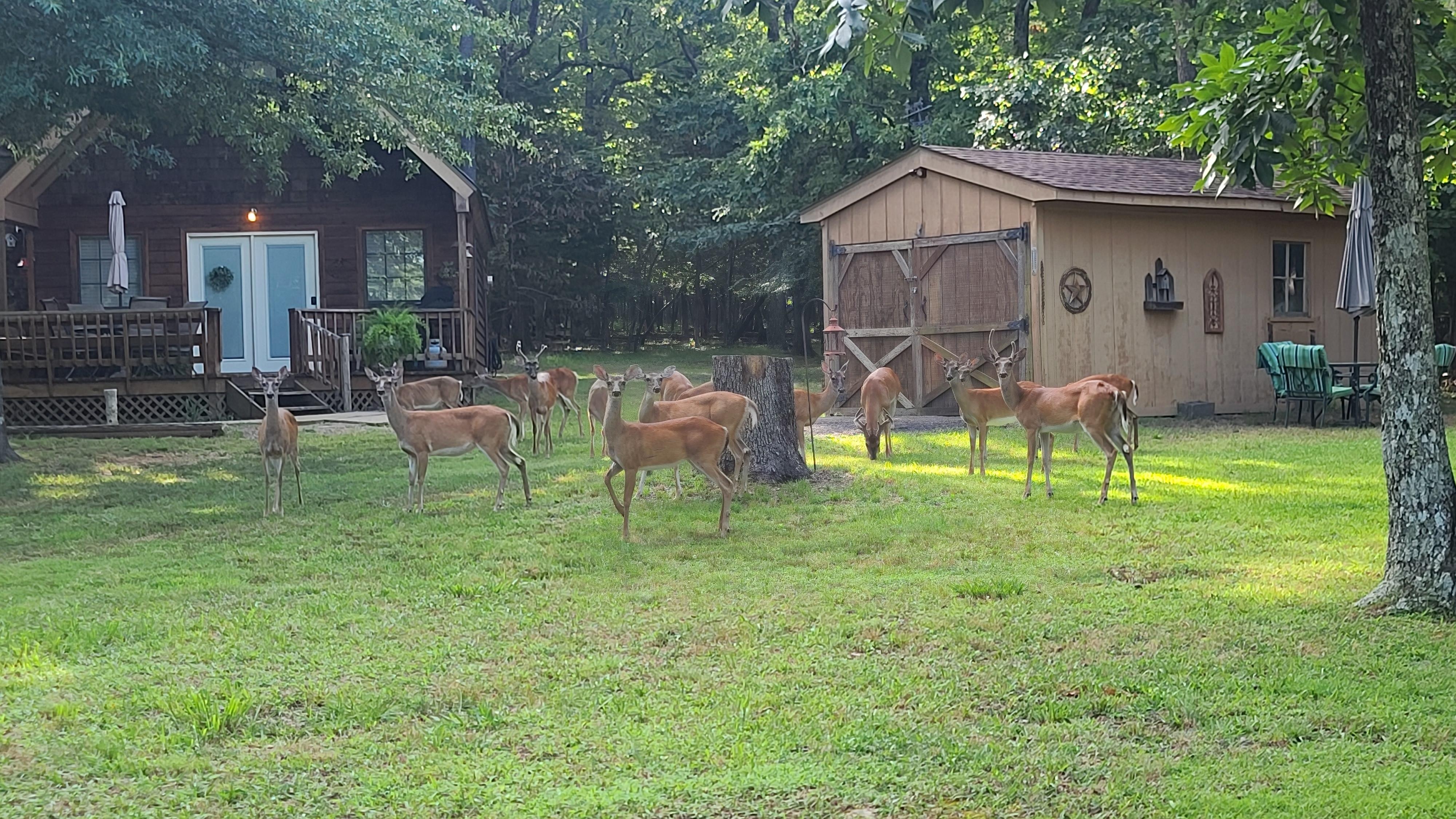 Neighbors greeting us as we come home. :)