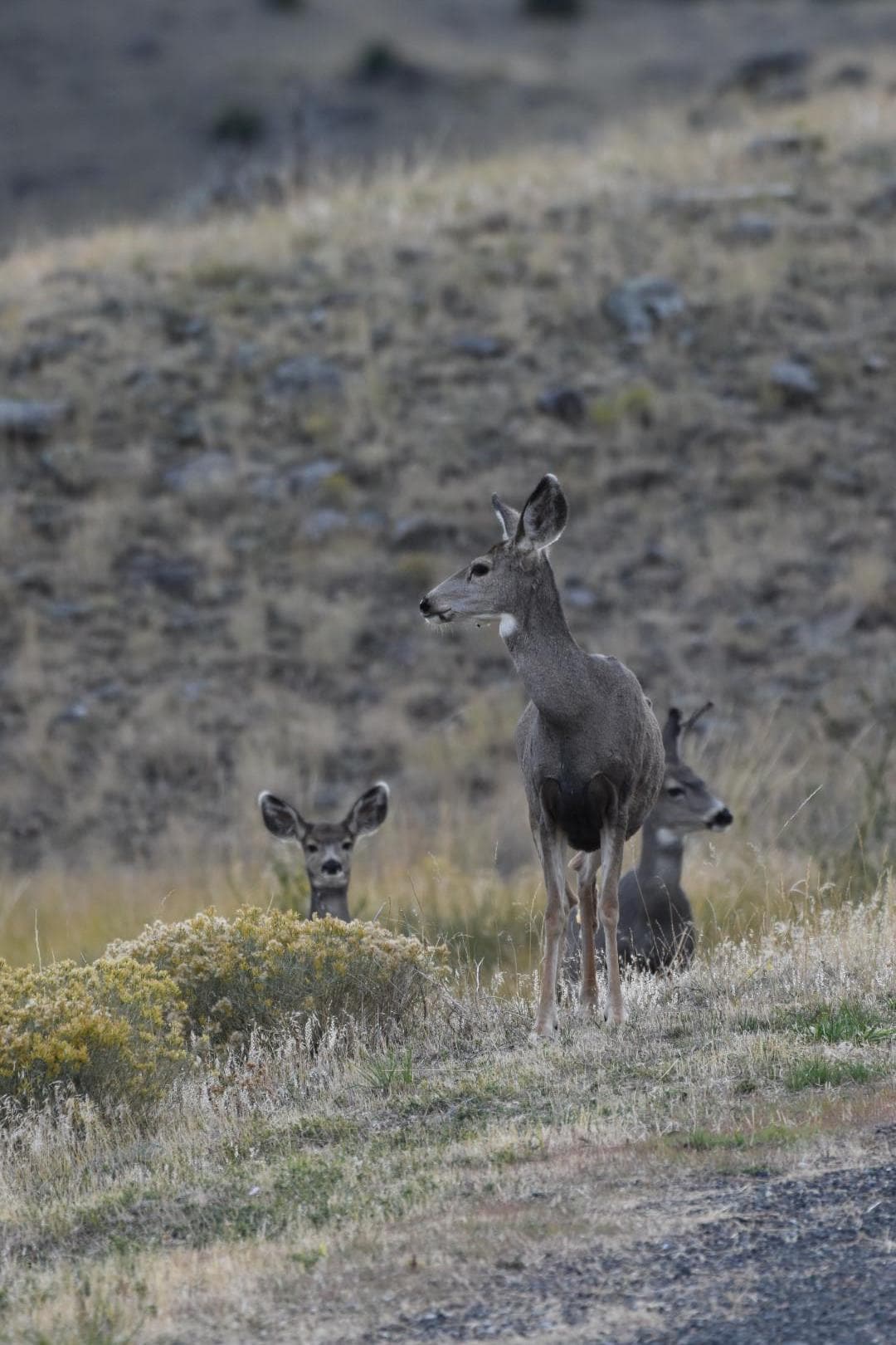 Mule deer on the property