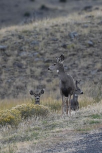 Mule deer on the property