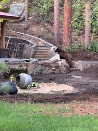 The bear that went through the yard headed to the neighbors’s porch