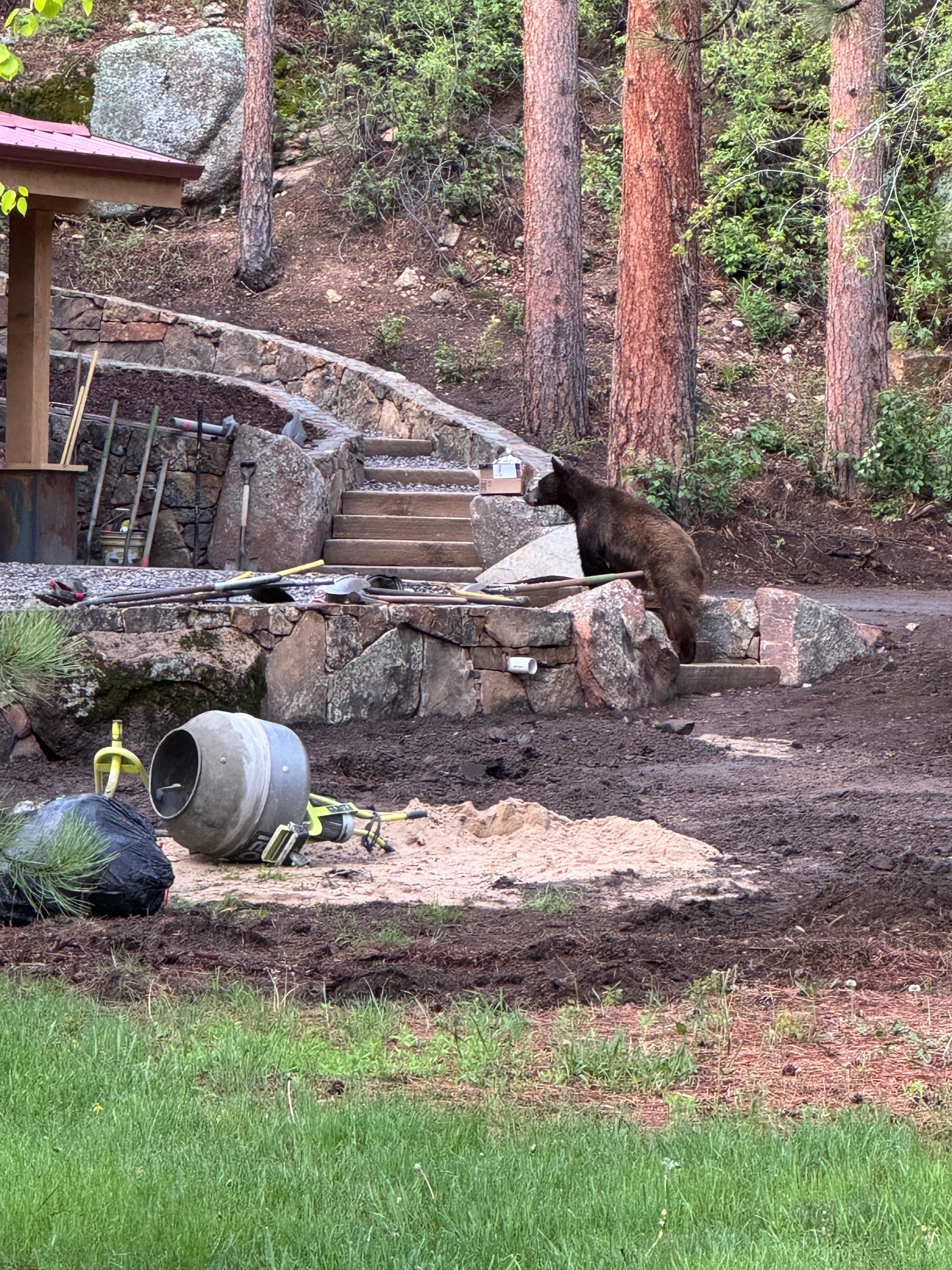 The bear that went through the yard headed to the neighbors’s porch