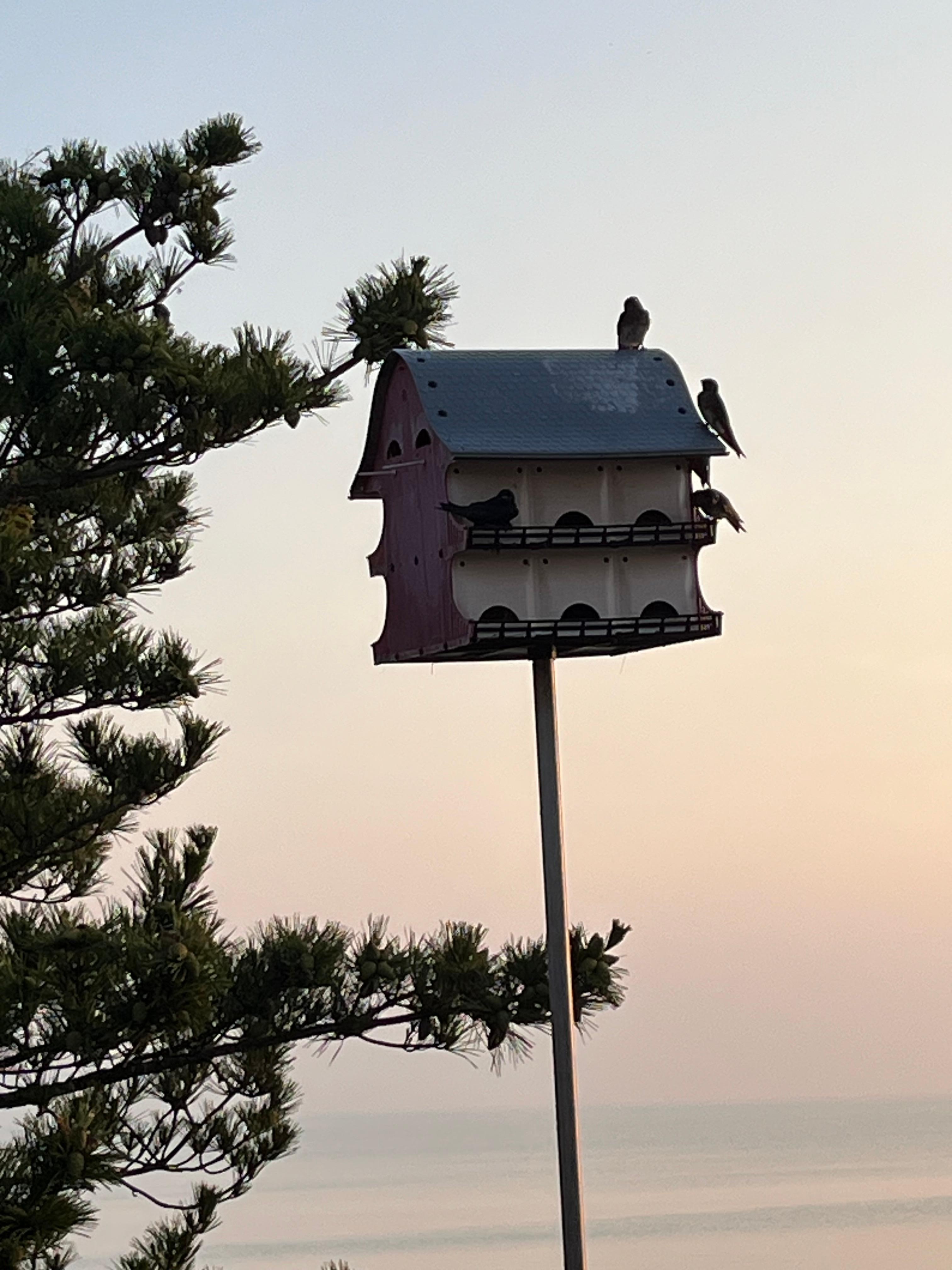 The Purple Martins in the birdhouse were a delight