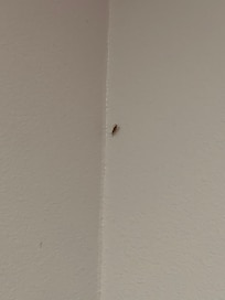 Roach