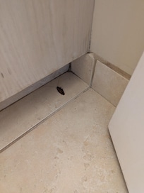 Cockroaches