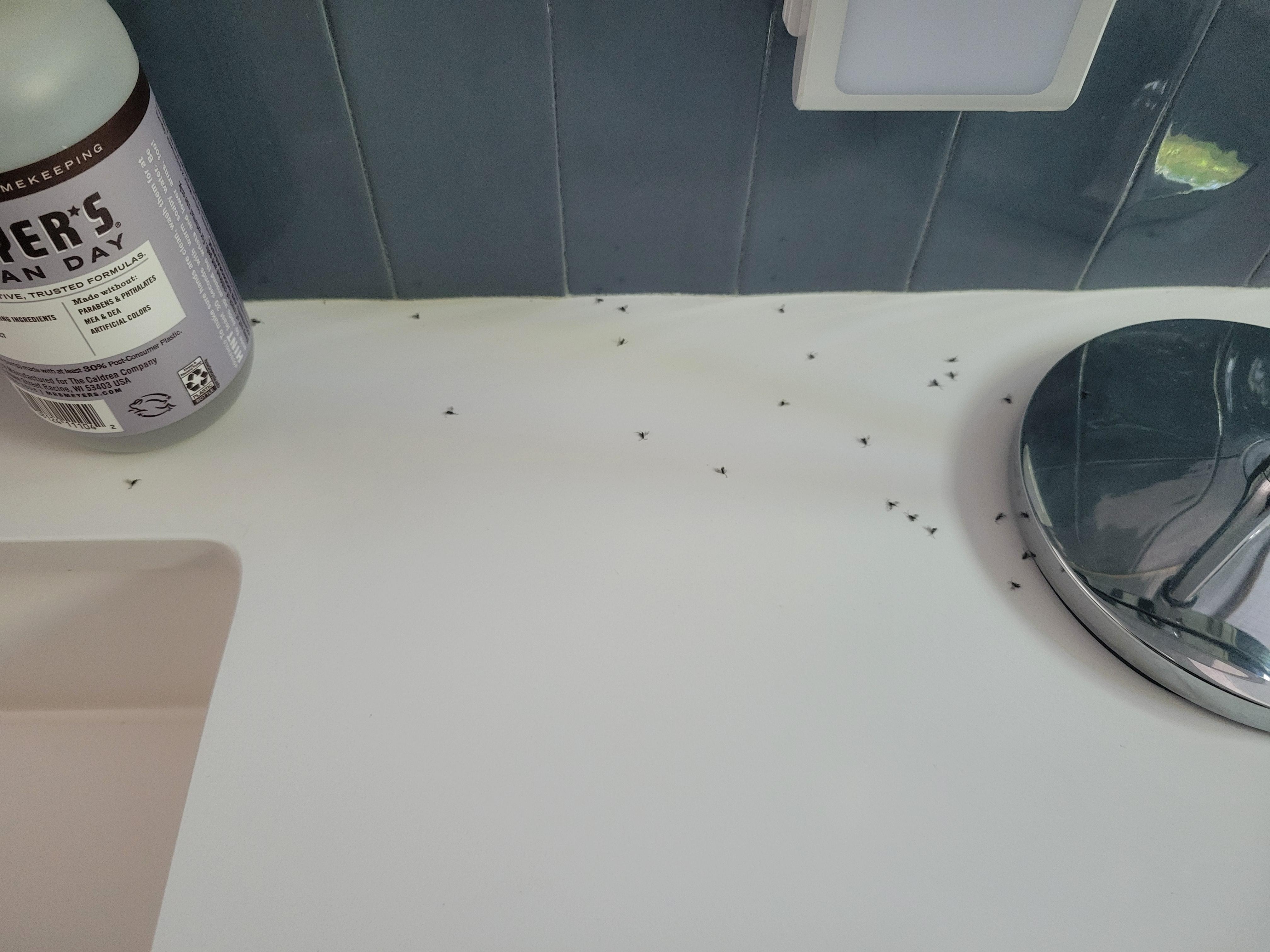 Additional houseguests