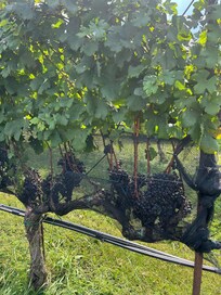 Yonah Mountain Vineyards