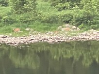 View of the river and deer from the patio